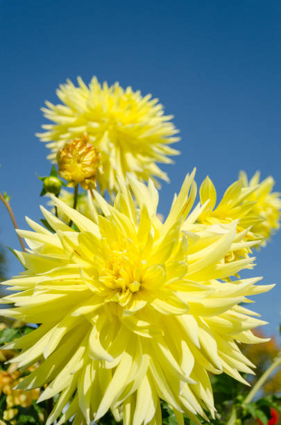 Golden dahlias