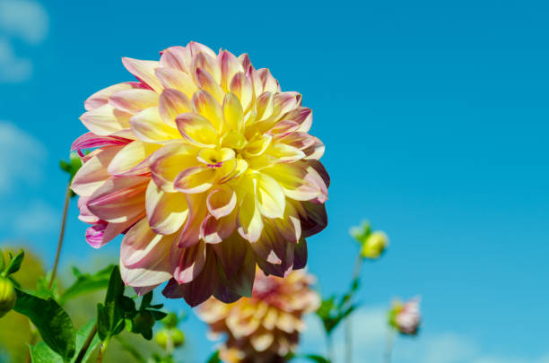 Dahlia blossom against blue sky
