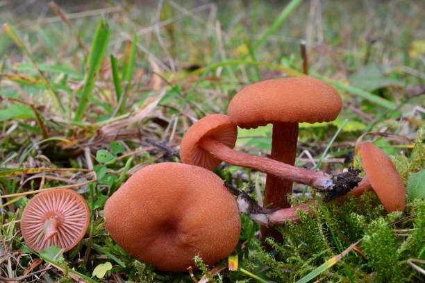 Laccaria laccata or Waxy laccaria mushrooms Five nice specimen of Laccaria laccata or Waxy laccaria mushrooms, edible and delicious, but very small, shot in natural habitat, all sides visible, horizontal orientation laccata stock pictures, royalty-free photos & images