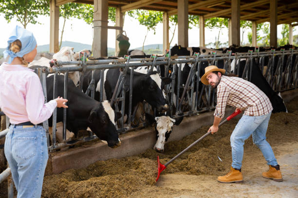istock Female farmer  standing near cow 1290699205
