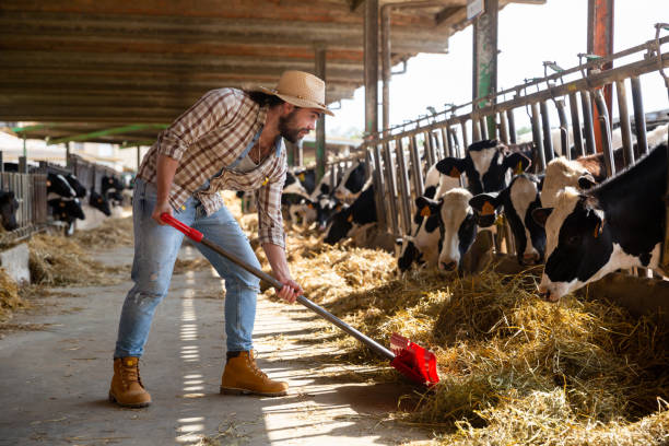 istock Young  man farmer with shovel working and taking care cows 1290699241