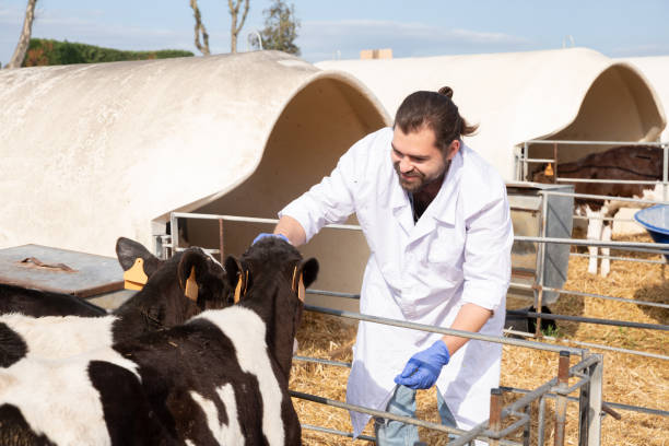 istock Veterinarian inspecting calves 1290699746