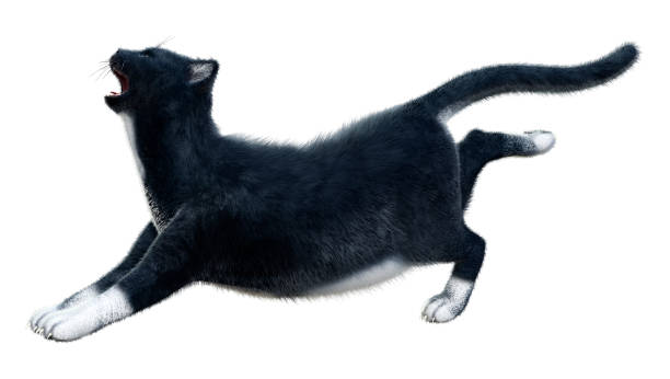 istock 3D illustration black domestic cat on white 1290700643