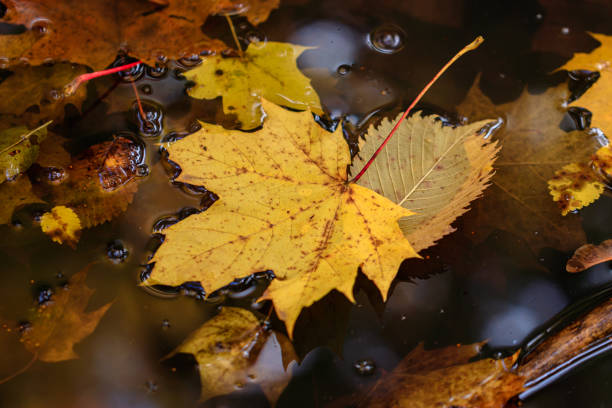 istock Autumn leaves in a puddle 1290701011