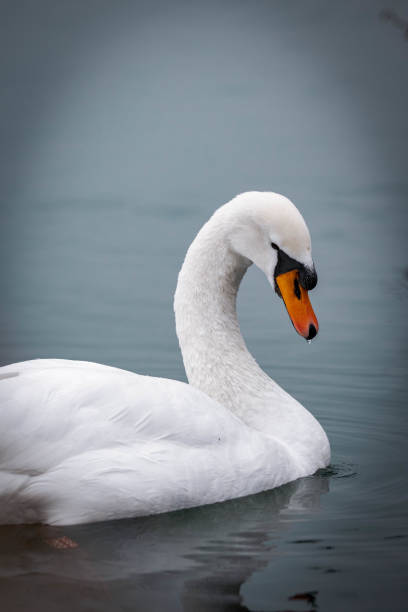 istock Wildlife photos in lake 1290701046