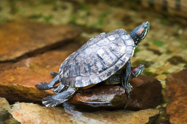 istock Pair of Turtles Copulating indoors in Water Basin. Horizontal Image Composition 1290701671
