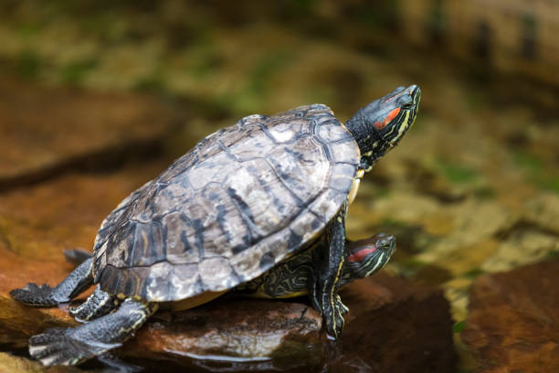 istock Pair of Turtles Copulating indoors in Water Basin. Horizontal Image Composition 1290701672