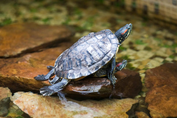 istock Pair of Turtles Copulating indoors in Water Basin. Horizontal Image 1290701678