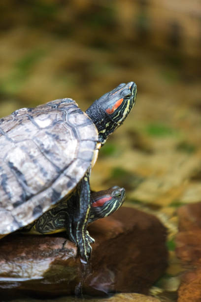 istock Pair of Turtles Copulating indoors in Water Basin. Vertical Image Composition 1290701702