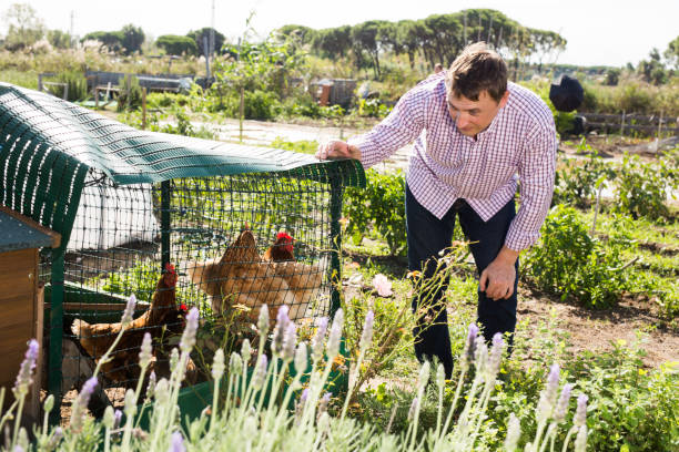 istock Farmer man feeding chikens in a hen house 1290701899
