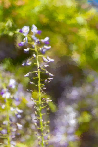 istock Wisteria blossom in springtime 1290701939