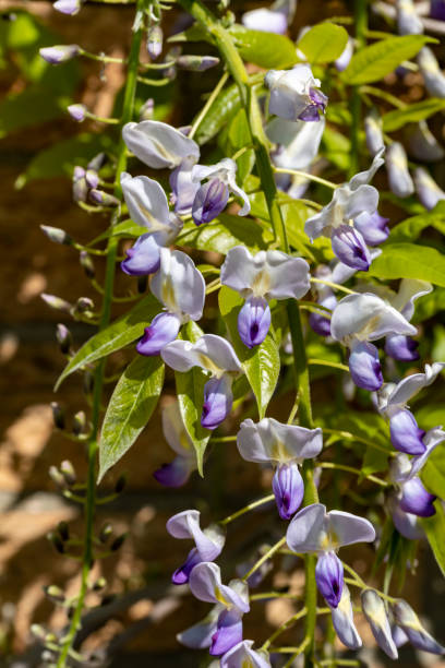 istock Wisteria blossom in springtime 1290702096