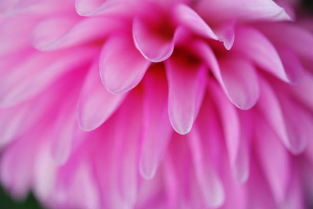 istock Cascade of petals - Dahlia 1290704736