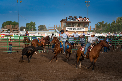 Fallon, Nevada - August 3, 2014: Two cowboys on horseback roping a calf in a rodeo at the Churchill County Fairgrounds in the city of Fallon, in the State of Nevada.