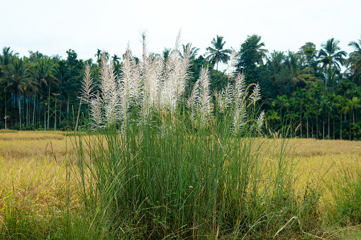 Feather like flowers of wild sugarcane or  Saccharum spontaneum, native to Indian Subcondinent