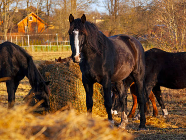 istock horse in the field 1290706901