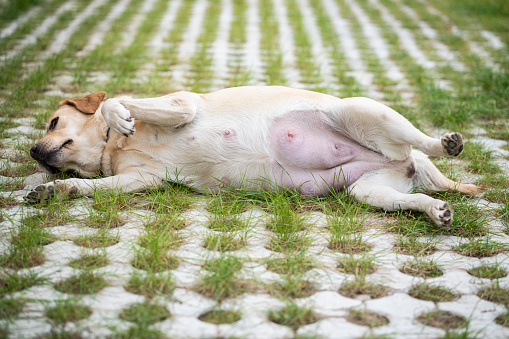 Pregnant dog Labrador at backyard