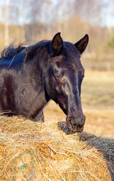 istock horse in the field 1290708477