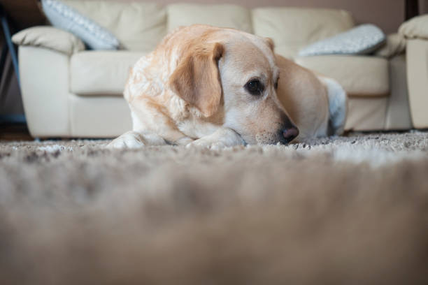 Pregnant dog Labrador at home