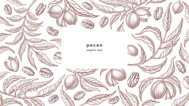 피칸 빈티지 배경 유기농 견과류, 바이오 패턴 - pecan stock illustrations