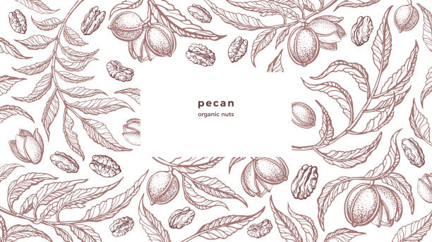 pecan vintage tło organiczne orzechy, wzór bio - pecan stock illustrations