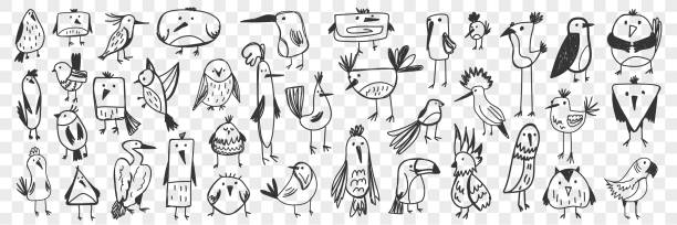 Birds hand drawn doodle set Birds doodle set. Collection of funny hand drawn various kinds of cute wild birds isolated on transparent background. Illustration of owl titmouse penguin pelican toucan parrot for kids pics for toucan flying stock illustrations