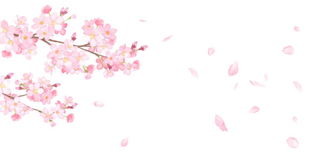 ilustrações de stock, clip art, desenhos animados e ícones de spring flowers: background of cherry blossoms and falling petals. watercolor illustration trace vector. layout can be changed. - blossom tree flower pink