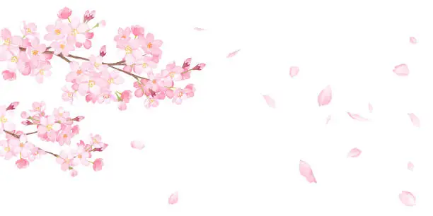 Vector illustration of Spring flowers: background of cherry blossoms and falling petals. Watercolor illustration trace vector. Layout can be changed.