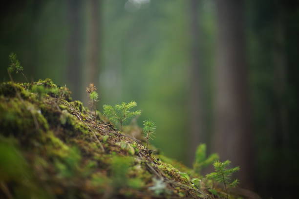istock Pine seedling breaking through the earth, beautiful non urban scene 1290710238
