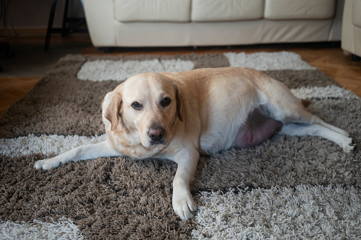 Pregnant dog Labrador at home