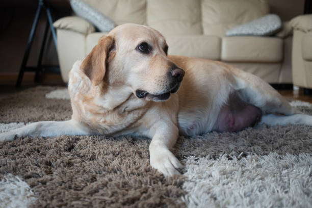 istock Pregnant dog at home 1290710939