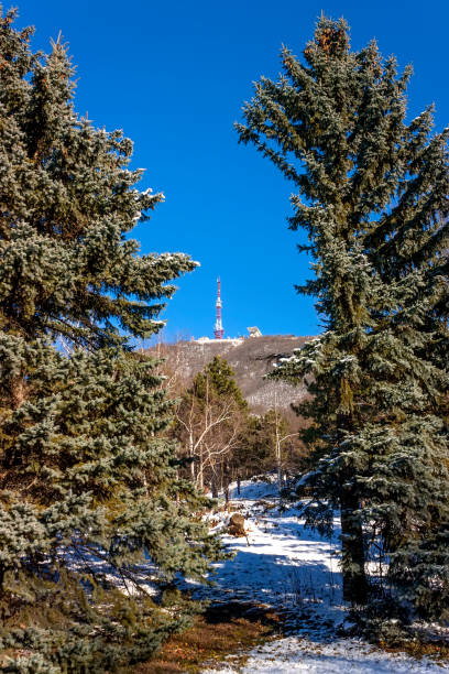 istock Winter forest in the mountains. 1290711360