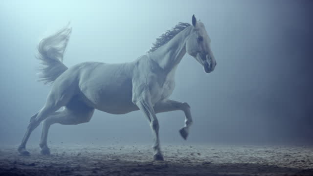 SLO MO White horse galloping in the arena at night
