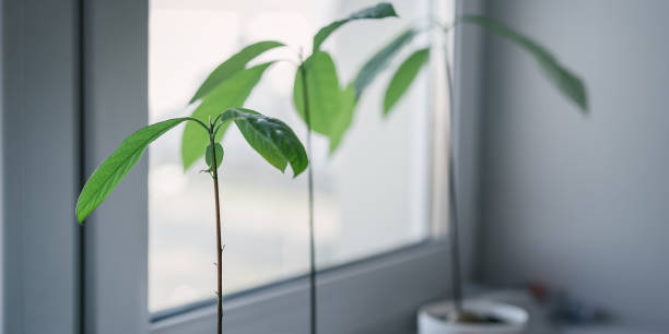 istock Young mango tree green leaves on thin stem growth from pot on window sill 1290712918