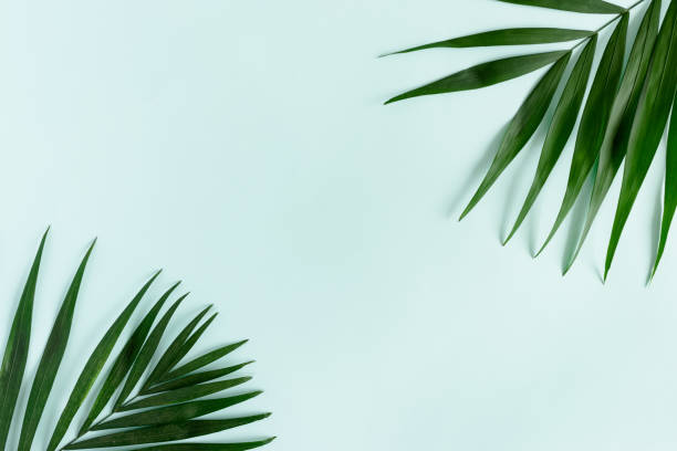 istock Border frame made of green leaves on a mint background 1290712941