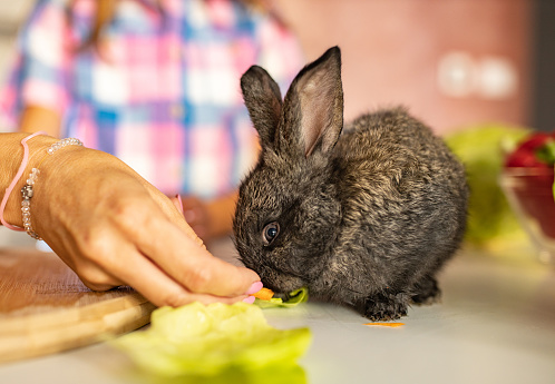 Rabbit eating carrots indoors