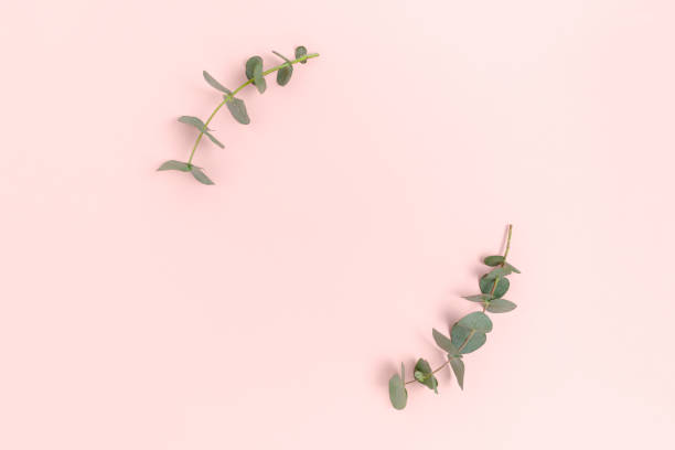 istock Round frame made of eucalyptus branches. Green leaves composition with place for text on a pink pastel background. 1290713128