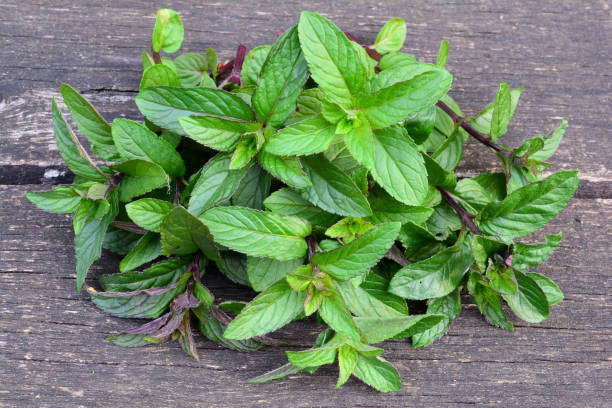 mentha aquatica desde arriba - mentha aquatica fotografías e imágenes de stock