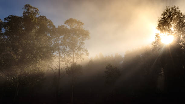 istock Foggy landscape in forest with light flashes, trees and blue sky. 1290714248