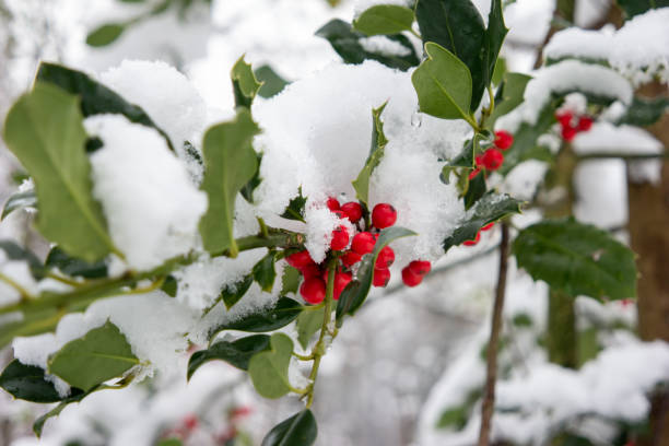 istock Red forest berries and green leafs covered in snow in the forest 1290714665