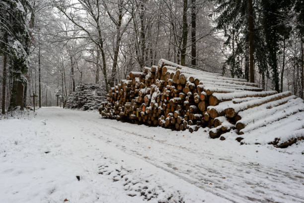 istock Cut stacked and marked tree trunks covered in snow in a forest pathway Switzerland early December 1290715212