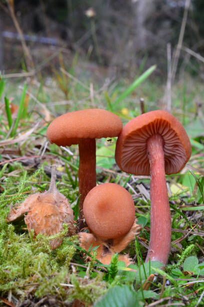 Laccaria laccata or Waxy laccaria mushrooms and beech acorn Three nice specimen of Laccaria laccata or Waxy laccaria mushrooms in natural habitat, edible but very small, size compared to beech acorn, vertical orientation laccata stock pictures, royalty-free photos & images