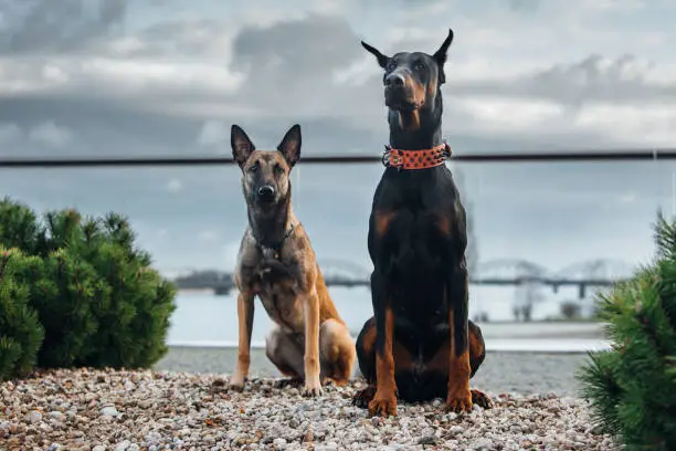 Photo of A couple of Belgian Malinois shepherd dog and Doberman is sitting together