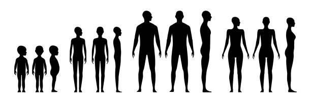 Front and side view human body silhouette of an adult male, a female, gender neutral, a teenager and a toddler. Front and side view human body silhouette of an adult male, a female, gender neutral, a teenager and a toddler the human body stock illustrations