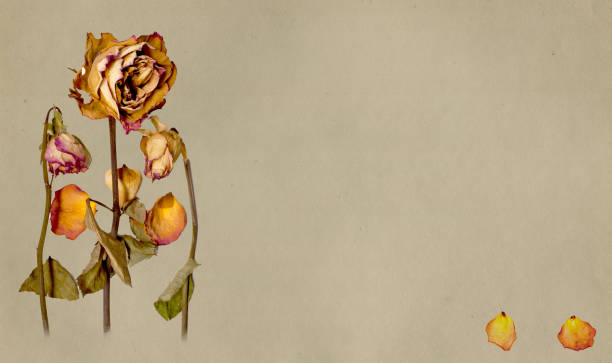 istock Faded roses on textured vintage paper 1290716865