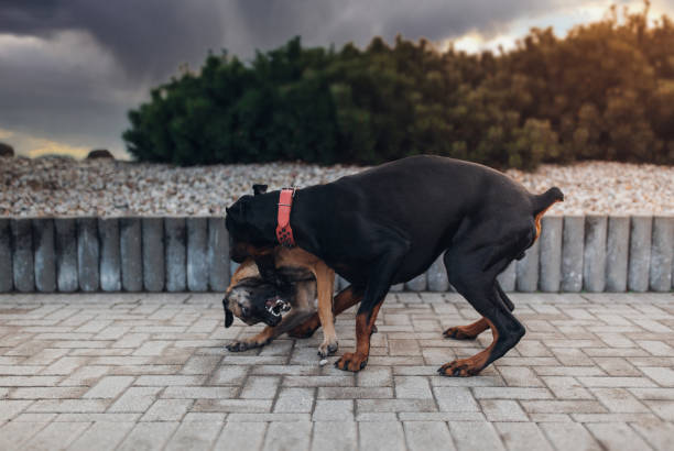 istock Belgian Malinois shepherd dog and Doberman fight 1290717418