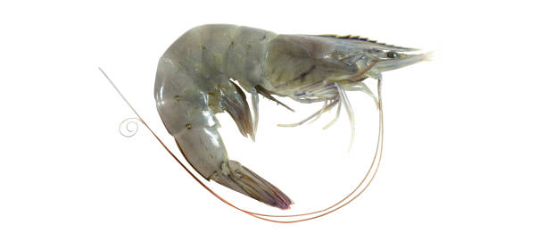 istock pacific white shrimp (L. vannamei). single shrimp cut out 1290718547