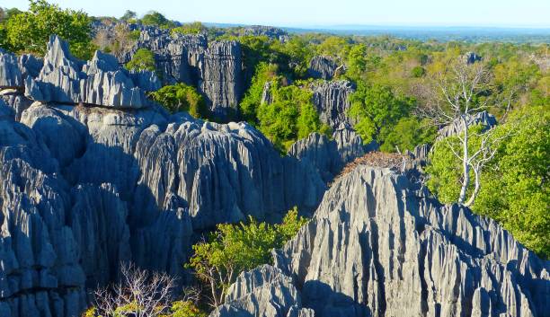 칭기 국립공원은 본질적으로 마다가스카르 서부 해안에 석회암 절정으로 만들어진 전체 숲입니다.  독특한 지질 학적 석조 숲. - pinnacle rock 뉴스 사진 이미지