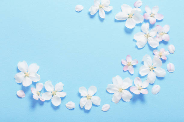 istock apple flowers on blue paper background 1290722804