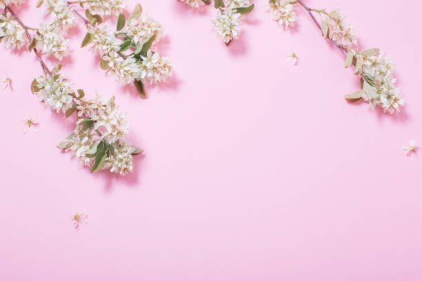 istock white spring flowers on pink paper background 1290723301